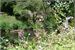 Wild flowers on the river banks